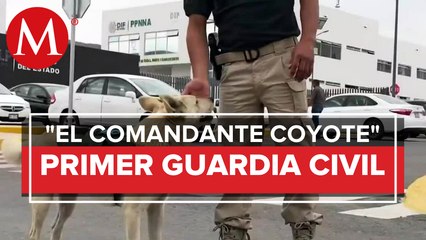 Perrito callejero será el primer Guardia Civil en SLP
