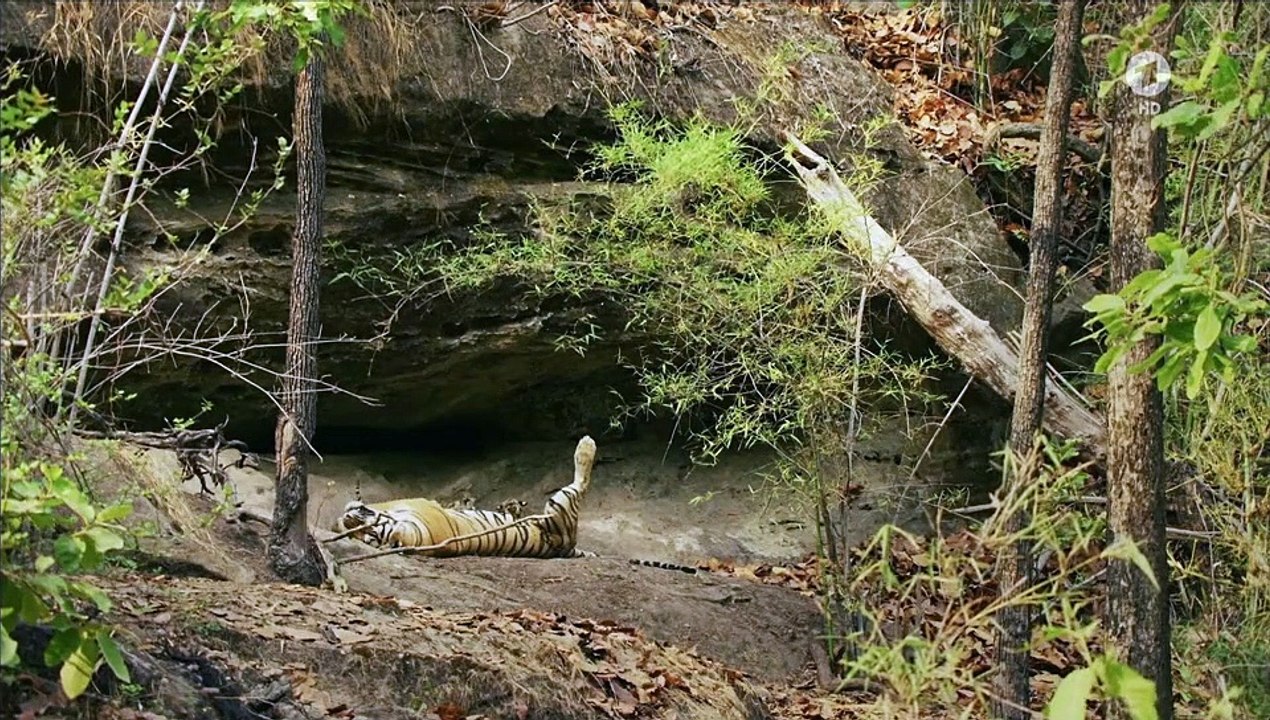 Wilde Dynastien - Die Clans der Tiere Staffel 1 Folge 5 HD Deutsch