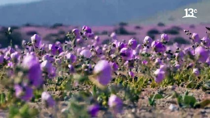 La maravillosa diversidad del Desierto Florido _ Ruta 5