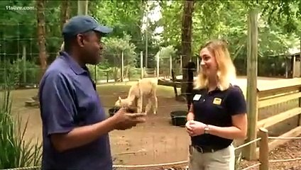 Cool facts about alpacas