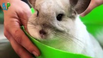 Top 10 Mindblowing facts about chinchillas you wont believe