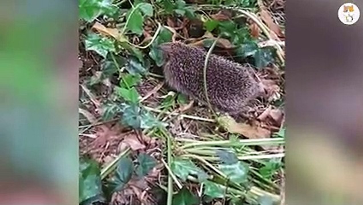 10 Facts about the Hedgehog