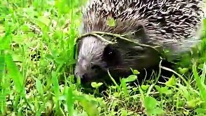8 FACTS About Hedgehogs You Should Know
