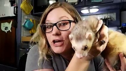 5 MISTAKES New Ferret Owners Make