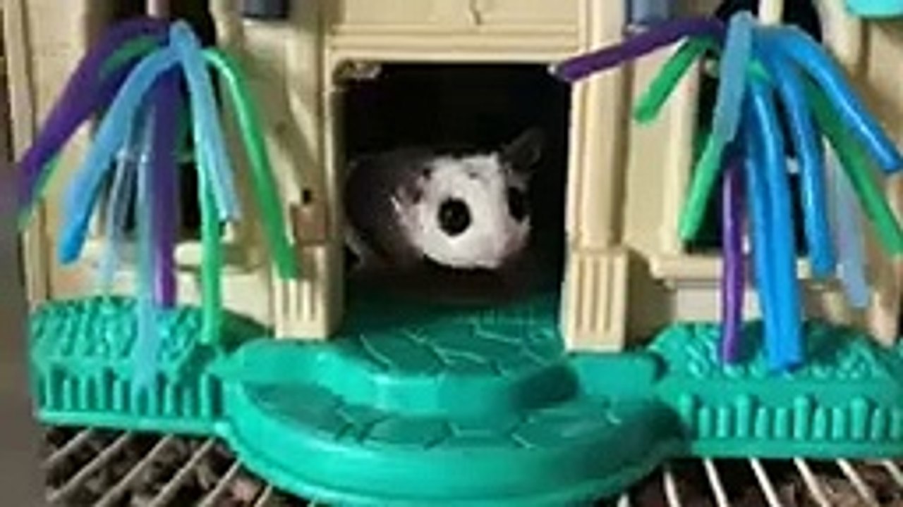 STAY ON ME TRAINING  Hand Taming SUGAR GLIDERS