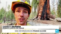 EE. UU.: miles de secuoyas gigantes amenazadas por los incendios forestales