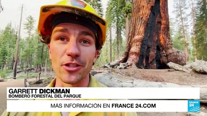 EE. UU.: miles de secuoyas gigantes amenazadas por los incendios forestales