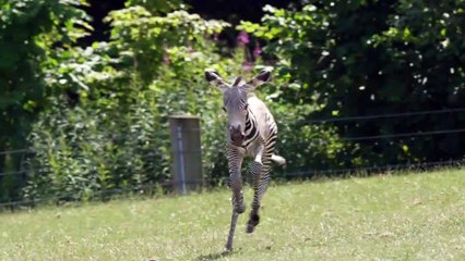 Marwell Zoo have welcomed a new baby Grevy's zebra captured playing with her mum