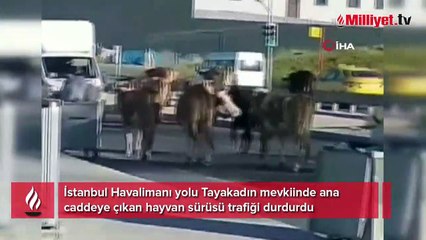 Havalimanı yolunda hayvan sürüsü trafiği kapattı