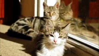 Cat Video  ❤❤❤❤❤❤❤ #cat #cats Comments