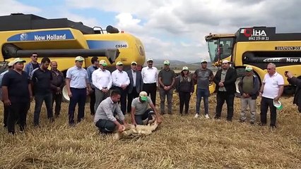 Geçen yılı kurak geçiren Amasya'da yağışlar berekete dönüştü