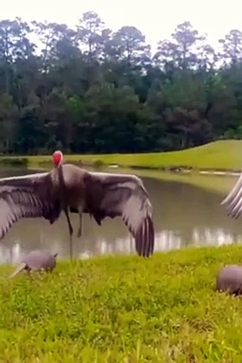 Sandhills Crane vs Armadillos (1)