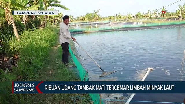 Ribuan Udang Tambak Mati Tercemar Limbah Minyak Laut