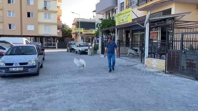 Kaz Papatya can dostu oldu