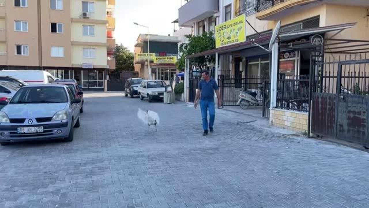 Kaz "Papatya" can dostu oldu