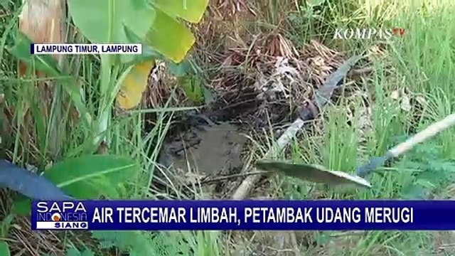 Tambak Udang di Pesisir Lampung Selatan Tercemar, Penambak Keluhkan Udangnya yang Mati!