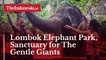 Lombok Elephant Park, Sanctuary for The Gentle Giants
