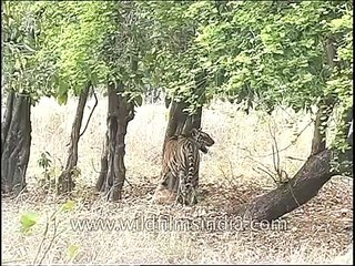 Tiger walking in the dry jungle of central India