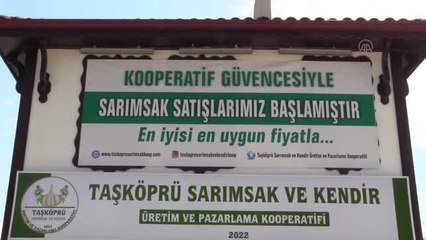 KASTAMONU - Taşköprü sarımsağında fiyat dalgalanmaları kooperatifle önlenecek