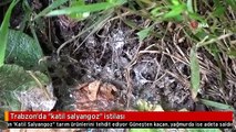 Her şeyi yok edip geçiyor! Trabzon'da 'katil salyangoz' istilası!