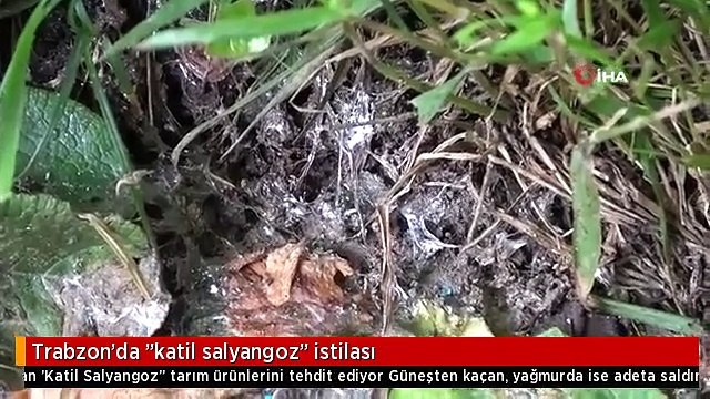Her şeyi yok edip geçiyor! Trabzon'da 'katil salyangoz' istilası!