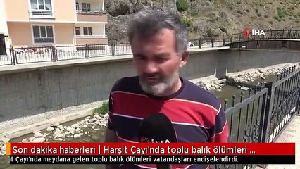 Korkutan görüntü: Balıklar bir bir ölüyor! Kimyasal iddiası