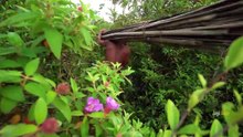 Building The Most Bamboo Incredible House By Ancient Skills