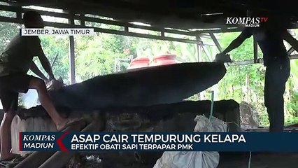 Asap Cair Tempurung Kelapa, Efektif Obati Sapi Terpapar PMK