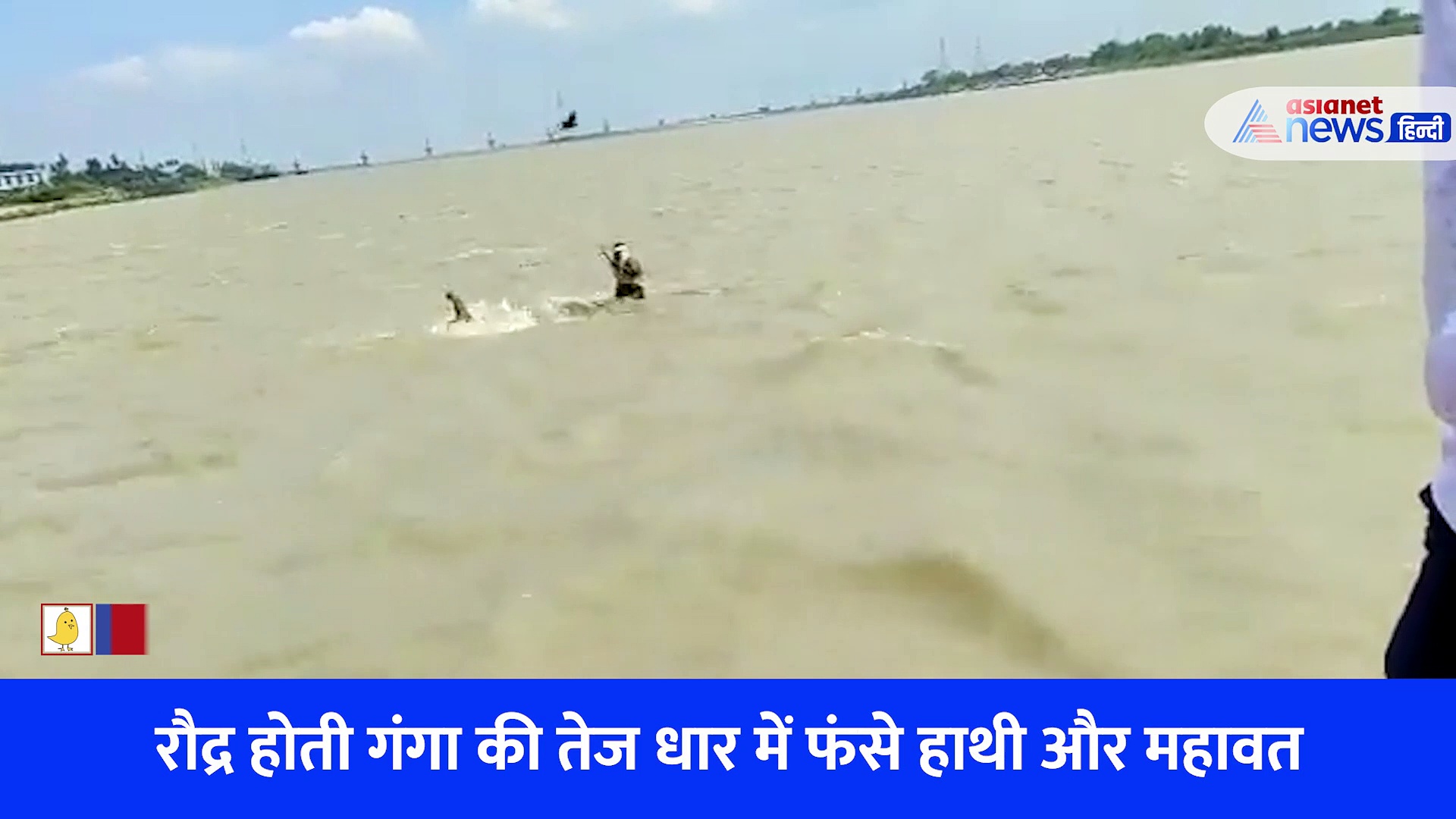 उफनती गंगा की तेज धार में फंसे हाथी और महावत, फिर जो हुआ... रोमांच से भर देगा Video 