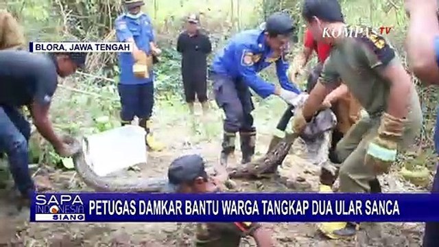 Kerap Memangsa Ternak Warga, Petugas Damkar Bantu Warga Tangkap 2 Ular Sanca Sepanjang 5 Meter!