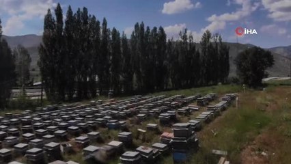 Yaylaları çiçeklerle kaplanan Bayburt'ta bal sezonu bereketli geçecek