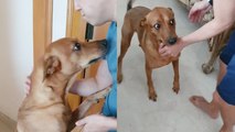 'Dog goes insane with joy after receiving surprise visit from his dad'