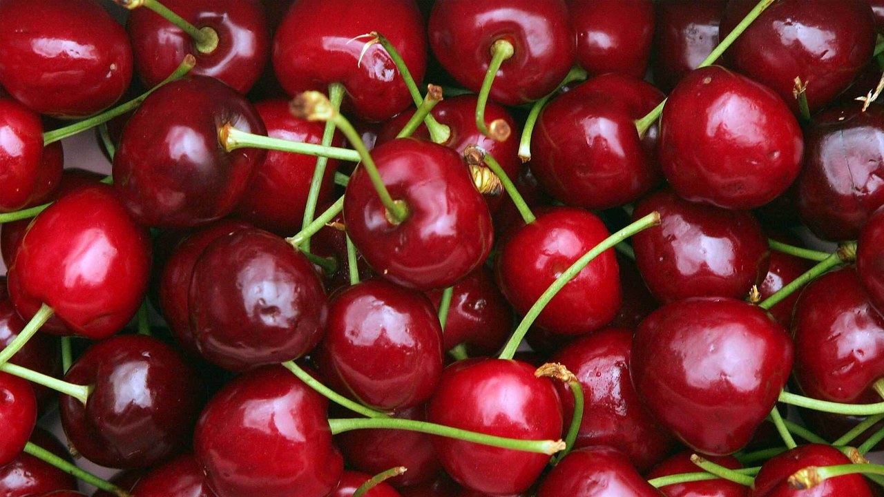 Haustier-Wissen: Dürfen Hunde Kirschen essen?
