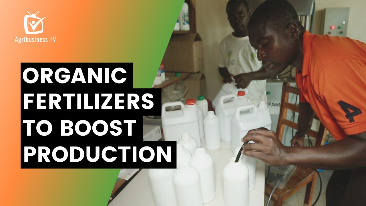 Benin: Organic fertilizers to boost production
