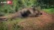 Elephant Killed :  மாக்னா யானை கொலை... சிக்கிய வேட்டையர்கள்!