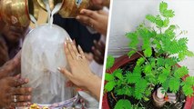 Sawan 2022: सावन में ये 5 पौधे लगाने से चमकेगी किस्मत | Sawan Plants | Boldsky *Religious
