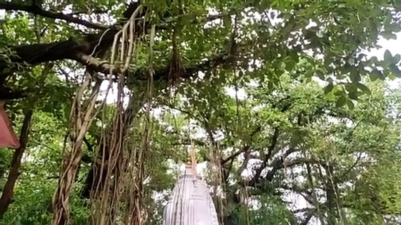 दुर्लभ प्रजाति का कॉमन पाम सिवेट का मिला बच्चा,...