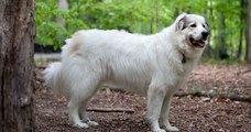 Un chien de berger tué par un loup alors qu'il veillait sur un troupeau de moutons