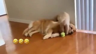 Cute Puppy Playing With Mother 