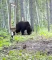 Bear Sees Its Reflection In Mirror, What Happened Next Leaves Internet In Splits - -