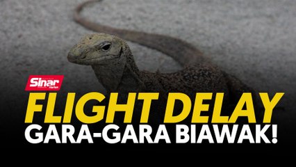 Flight delay gara-gara biawak!