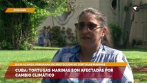 Cuba: tortugas marinas son afectadas por cambio climático