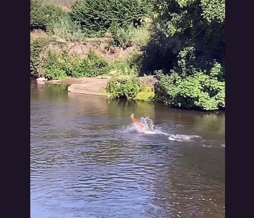 Deer splashing through River Derwent Belper