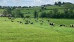 L’élevage laitier irlandais vu par des éleveurs français