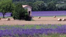 La lavanda, la flor emblemática de la región de la Provenza, es víctima de las sequías en Francia