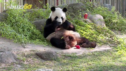 Madrid Zoo Offers Icy Menu to Help Animals Survive Heat Wave