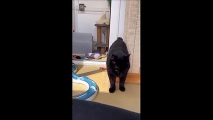 Meet 15 year old cat Jake at Wadars in Worthing