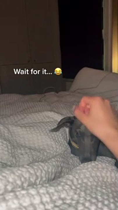 Cosmo the Italian Greyhound is Dramatic For Pets