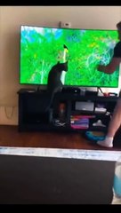 Baby Dogs - Cute and Funny Dog Videos