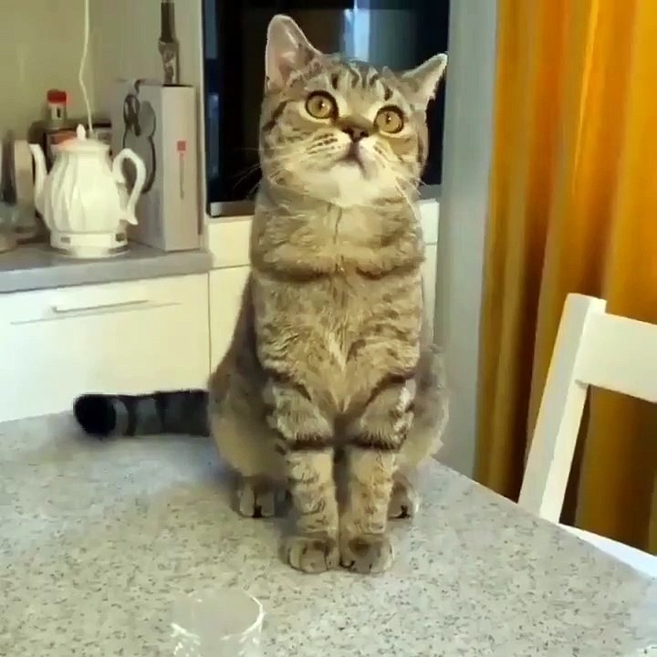 Baby Cats - Cute and Funny Cat Videos